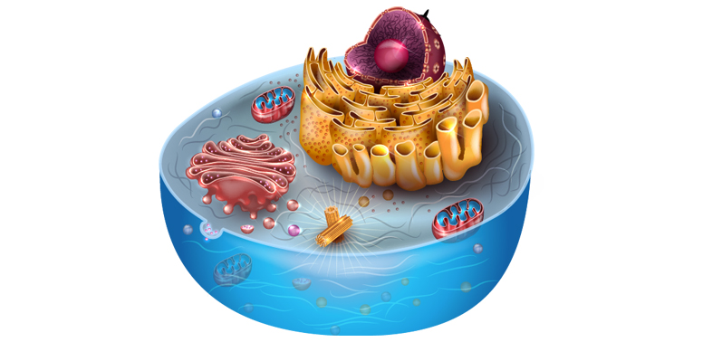 3e53782c15945c2c62886ab1271db442_biolog_8kl_unit_01_02.jpg