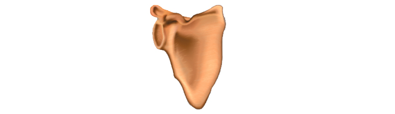 9fd3b6ca2b8777f29f5fdffd2ed4f27f_biolog_8kl_unit_04_01-1.jpg