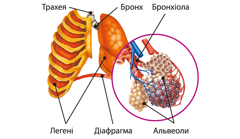 515cab767c3a623e8d39d2340cabb4ad_biolog_8kl_unit_15_24-01.png