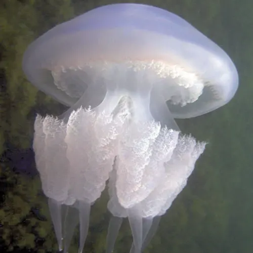 Морське царство