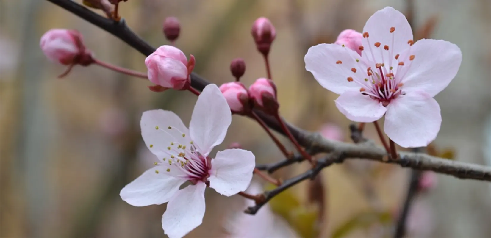 Я досліджую весняні зміни в житті рослин