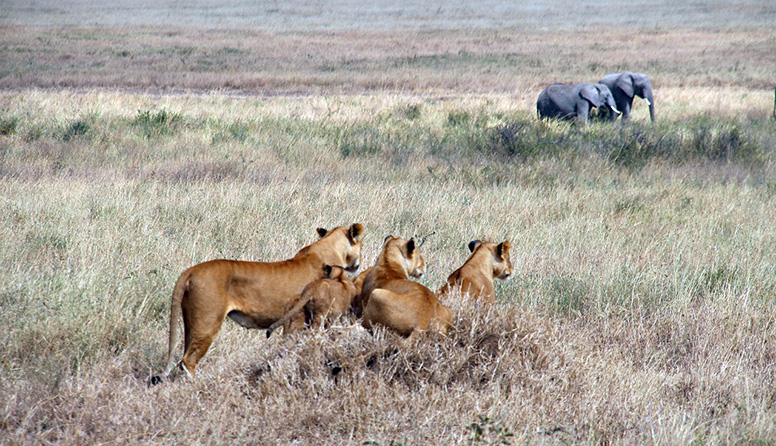 c0a1088d8c12329d3a35d3d6a0801668_lion-5471714_1280.jpg