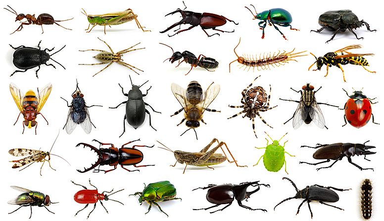 d4f7579cfea1539aab3cd51b19329002_shutterstock_407008897.jpg?v=1716221833