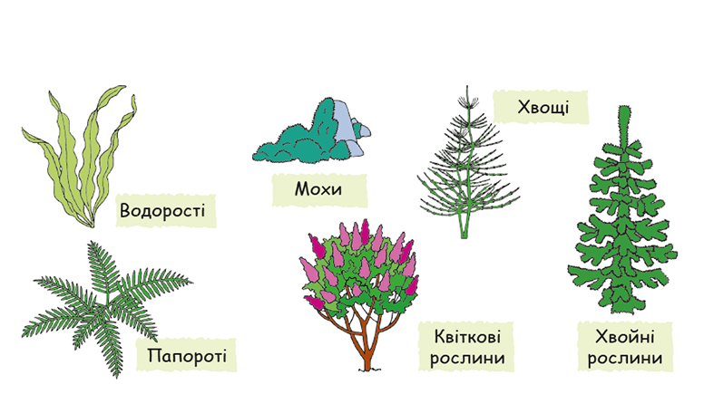 Рослини. Частина 2