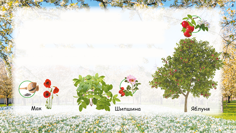 Рослини. Частина 2