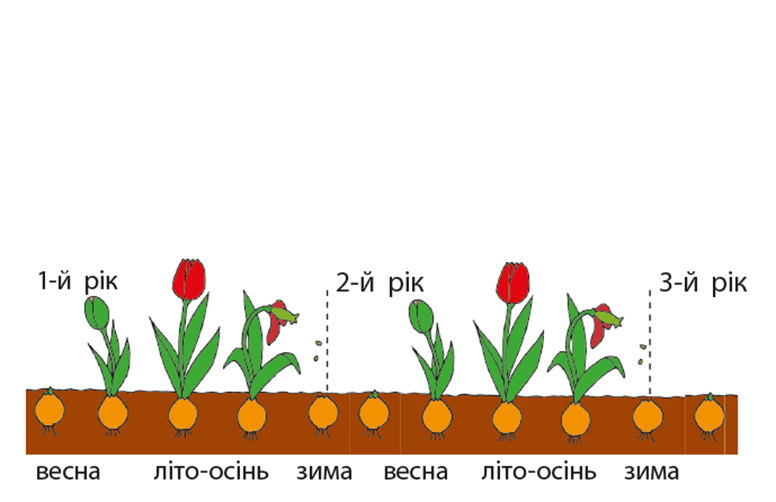 Як виростити нову рослину