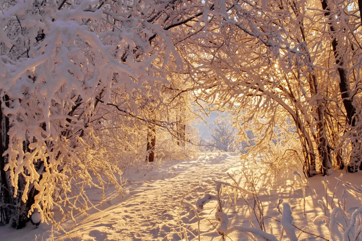 Звуки [з], [з']. Букви З і з