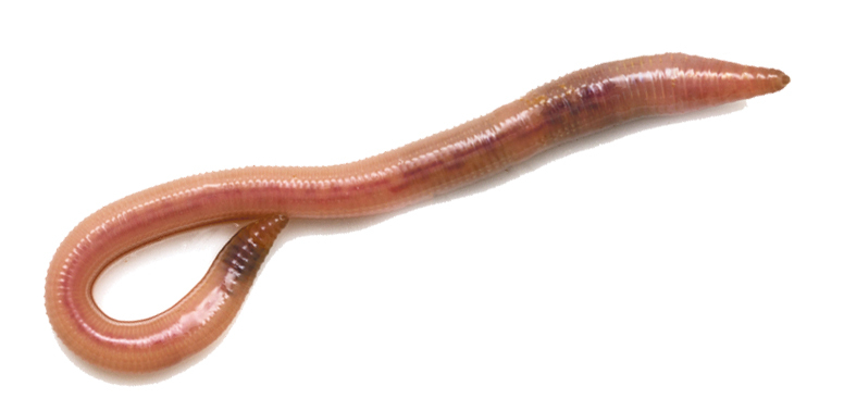 a4694df002ee89b3ff454e237864c15c_biolog_7kl_unit_27-01-1.jpg