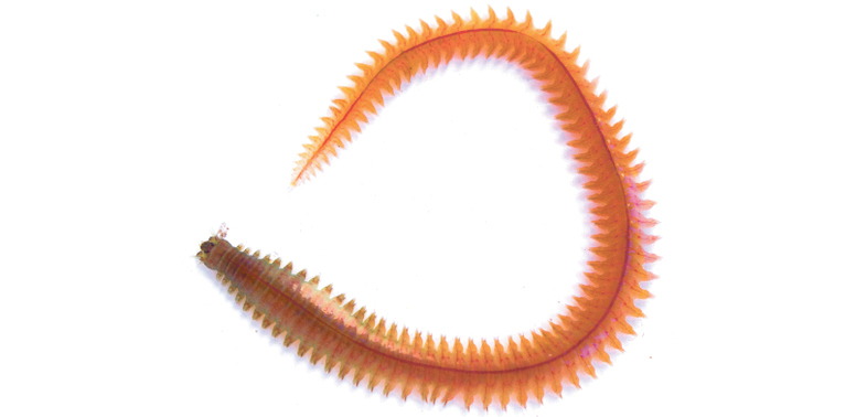 feefb23bdc051625c359ab53515732a5_biolog_7kl_unit_27-01-3.jpg