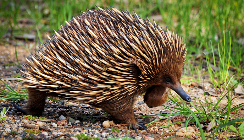5d8d5833998c9e0a64f9fe30c455c367_shutterstock_575040304.jpg