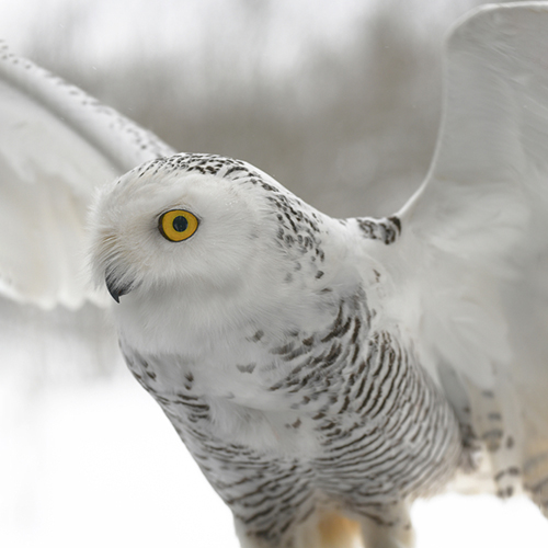 95ba717fbbfd7cb3861a7ec38828a39f_shutterstock_1919576729.jpg
