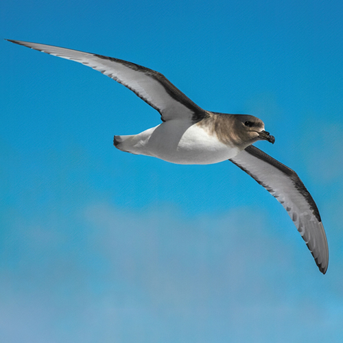 ec578087755dfc9a6d93eff14952b994_shutterstock_2399193269.jpg