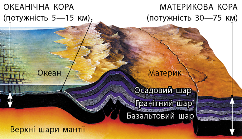 acacd91e0e7a3dc43b0ccb16b459f3a1_stroenie_hemnoj_kory.png